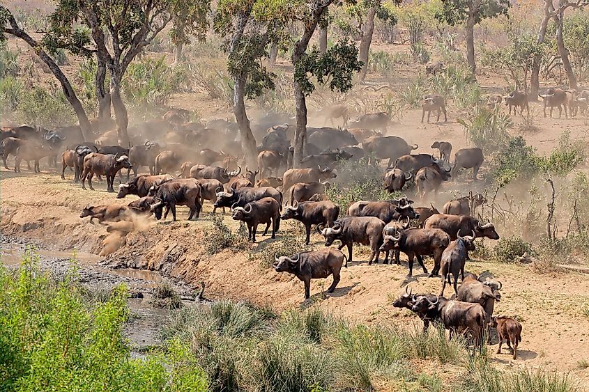 Kruger National Park