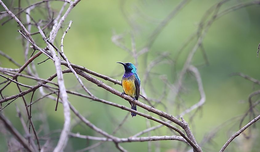 Collared sunbird (Hedydipna collaris) in Rwanda