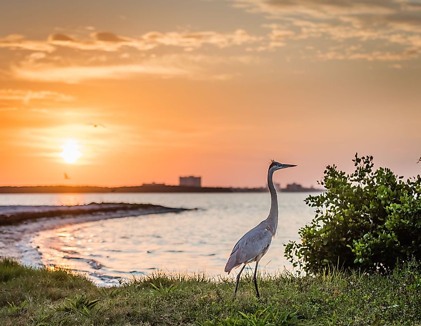 Great Blue Heron greets the morning on the beach as the sun rises over Tampa Bay