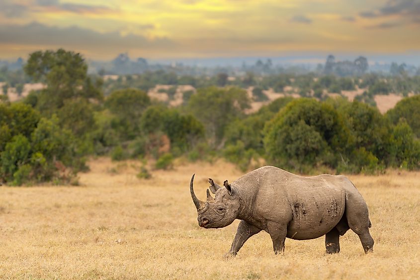 African rhinoceros