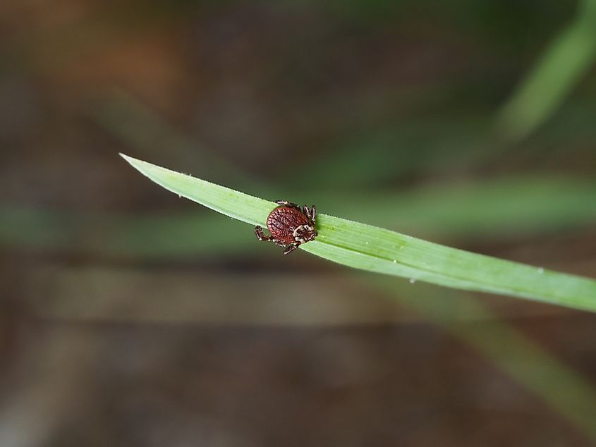 A close-up view of an American dog tick on a blade of grass.