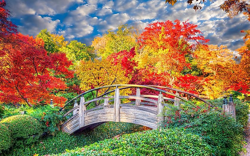 Stunning fall colors at the Japanese Garden in Fort Worth, Texas.