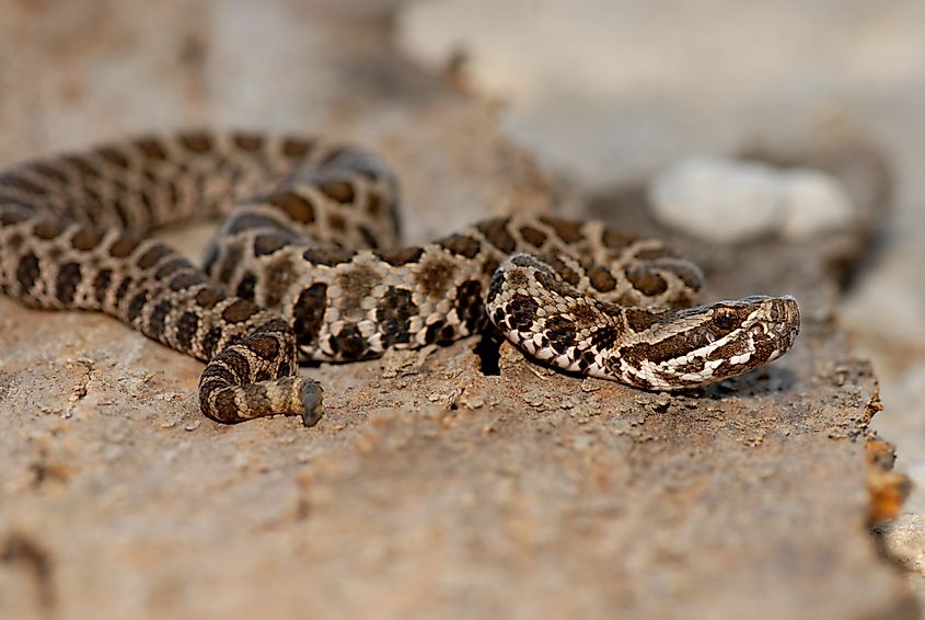 Juvenile western massasauga rattlesnake