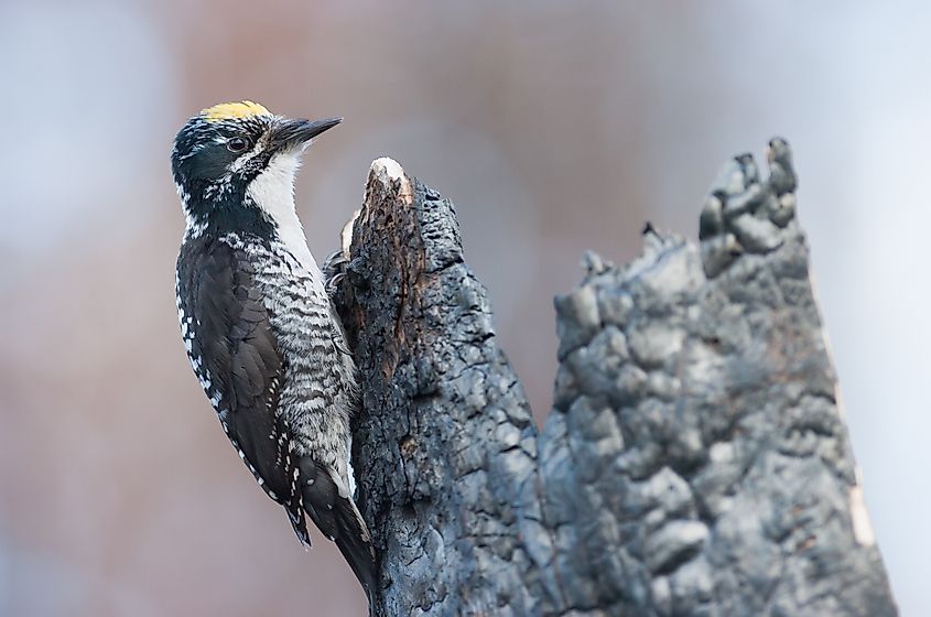 male American Three-toed Woodpecker Picoides dorsalis on charred tree.