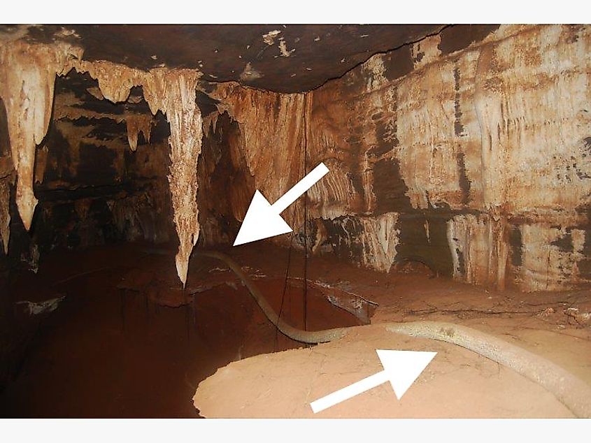 the single root runs through the caves like a water pipe, then disappears back into the ground until the groundwater or another water source is finally reached. - via https://lowvelder.co.za/
