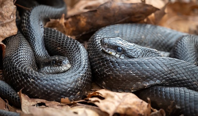 A pair of Eastern Ratsnakes (Pantherophis alleghaniensis) snuggle during the spring season in North Carolina.