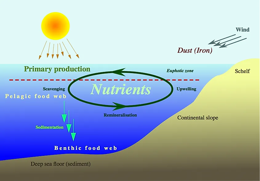 Grafic of the nutrient cycle in the marine realm Date	