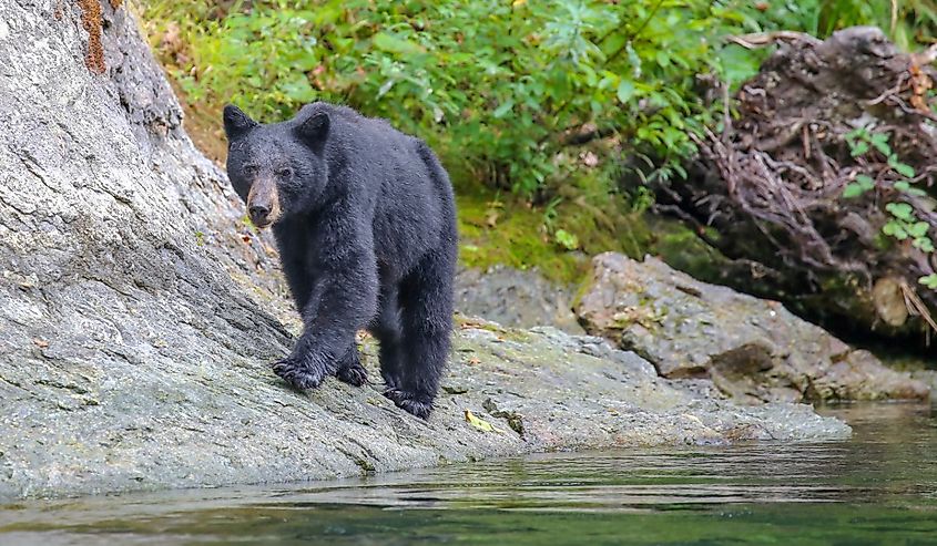Wild black bear on the Rouge River in Southern Oregon.