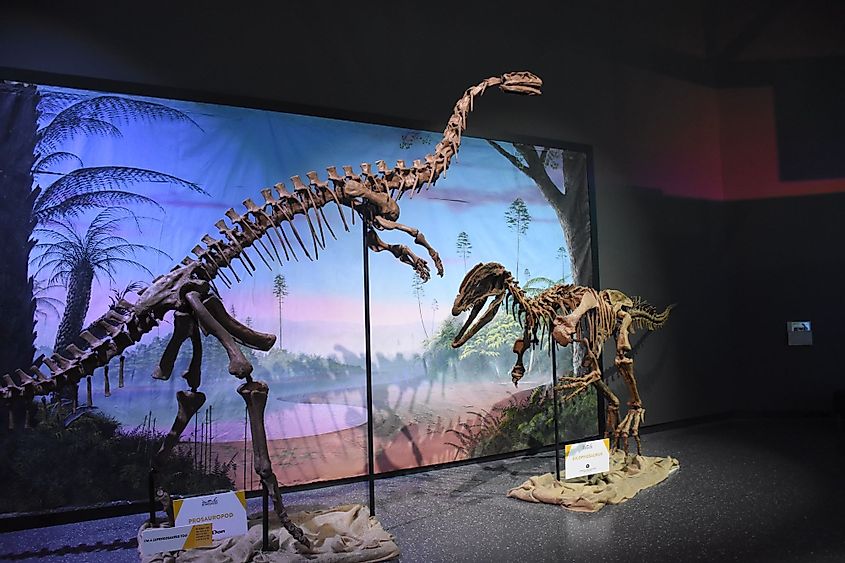 Dinosaur exhibit showing dinosaur fossil at the Manitoba Museum in Winnipeg, Canada