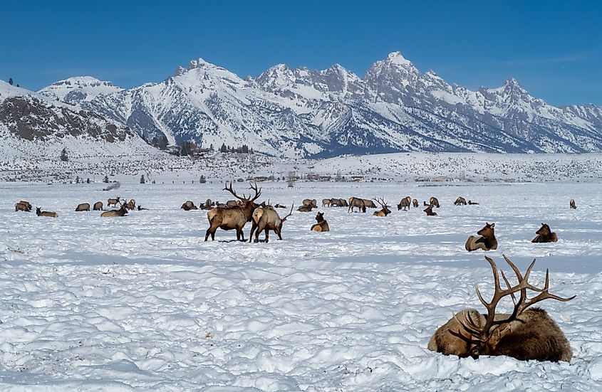 Wyoming in winter