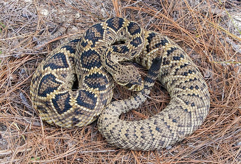 An Eastern diamondback rattlesnake resting on pine needles.