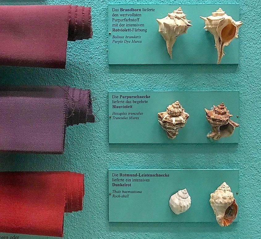 Purple dyed fabric with their corresponding sea snail on a plaque in a museum.