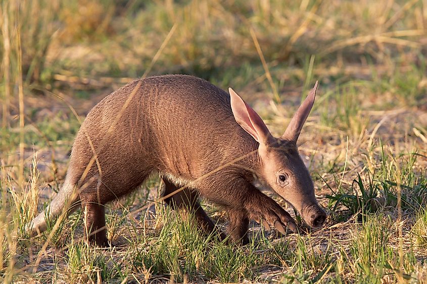 Animals That Start With A - WorldAtlas Animals That Start With A - WorldAtlas