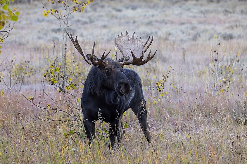 Bull Moose in the Rut in Wyoming. 