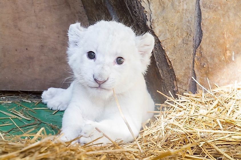 What Is A White Lion And Where Are They Found? - WorldAtlas What Is A White Lion And Where Are They Found? - WorldAtlas