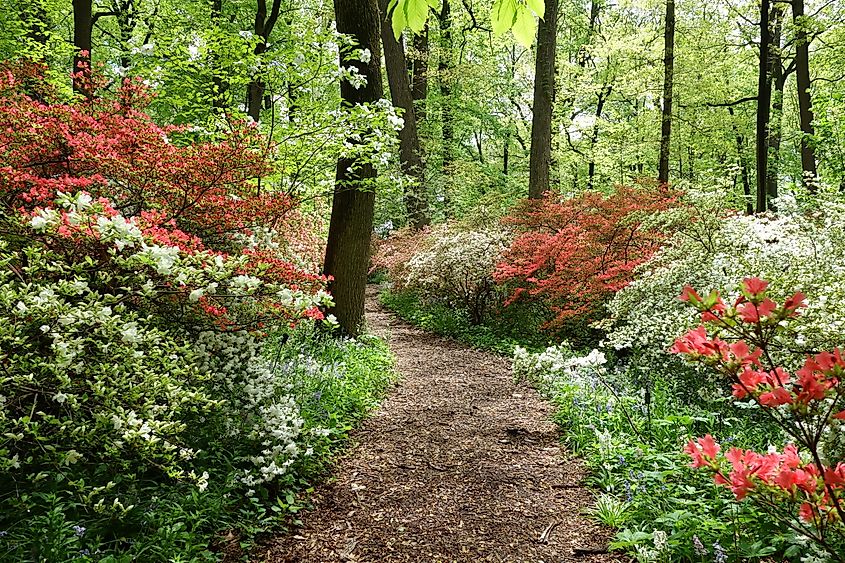 Path through the Winterthur Museum, Garden, and Library property.