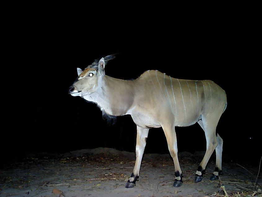 Derby eland in Niokolo Koba National Park