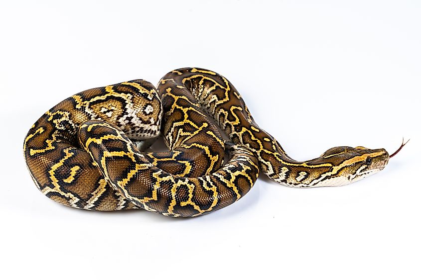 Burmese python