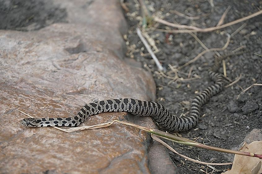 Western Foxsnake (Pantherophis ramspotti)