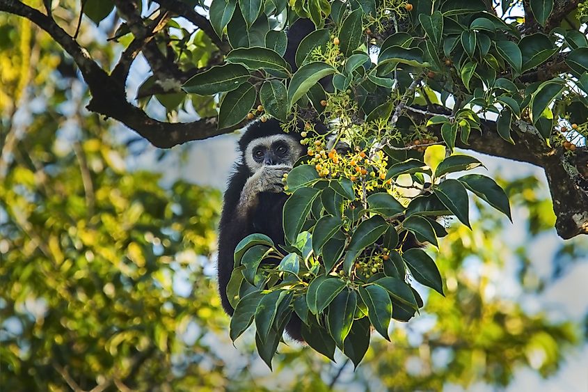 White-handed gibbon