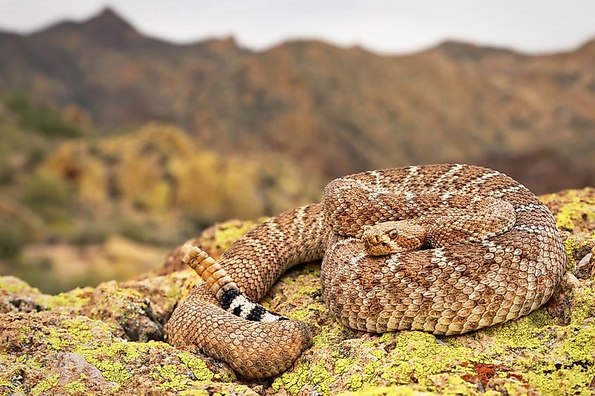 western diamondback rattlesnake