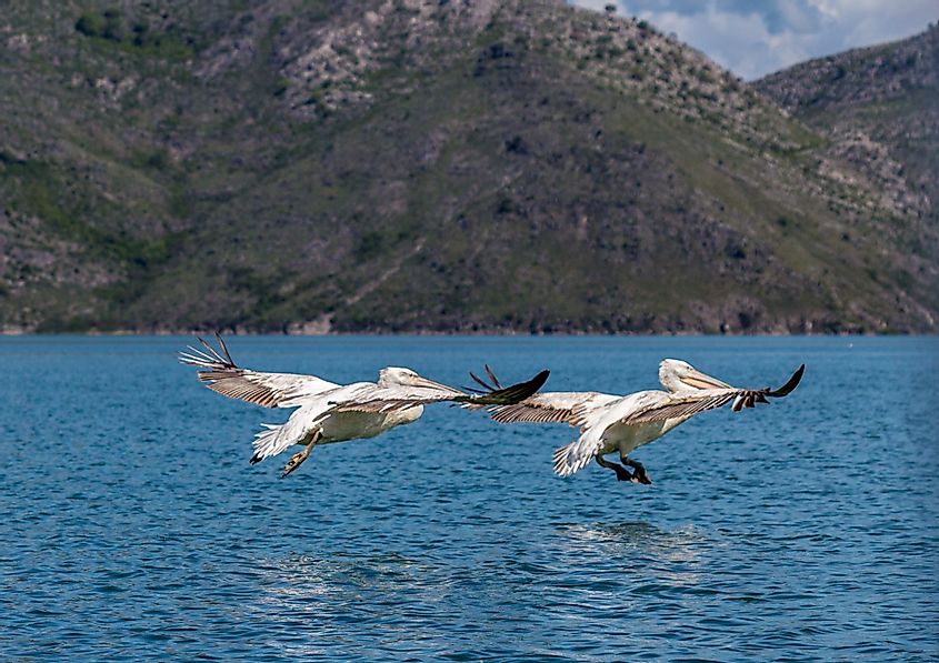 pelicans flying over Skadar Lake. 