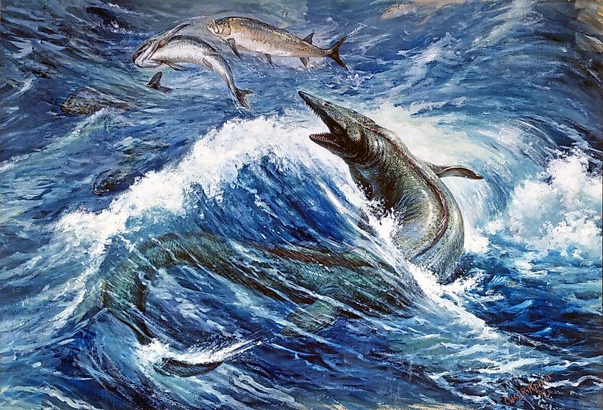 Tylosaurus (a mosasaur) hunting Xiphactinus. 