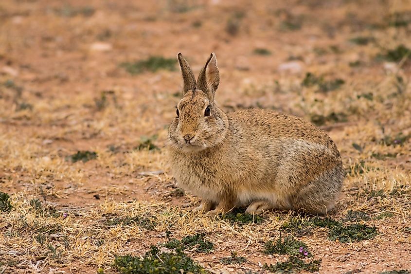 An early morning in Palo Duro Canyon brings out grazers such as this Cottontail Rabbit