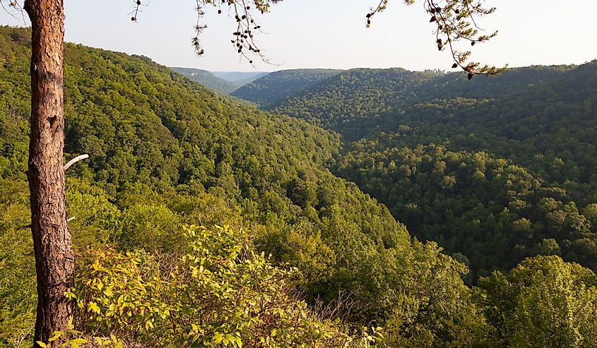 View of the Cumberland Plateau at Savage Gulf State Natural Area