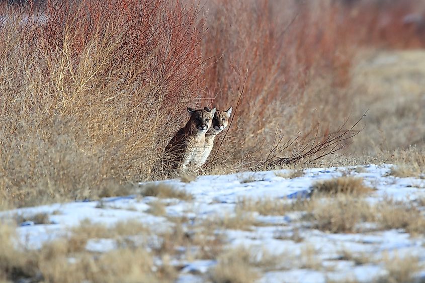 Two cougars peeking out of the bushes to observe the surroundings at the Bosque del Apache National Wildlife Refuge.