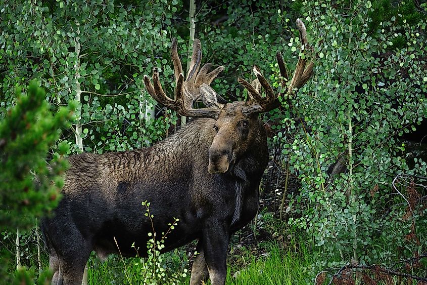 A moose in State Forest State Park, Colorado.
