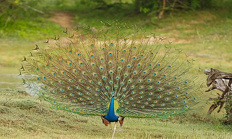 What Animals Live In India? - WorldAtlas What Animals Live In India? - WorldAtlas