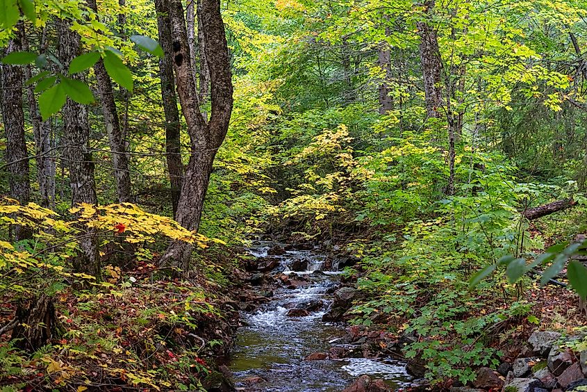 Agawa canyon forest