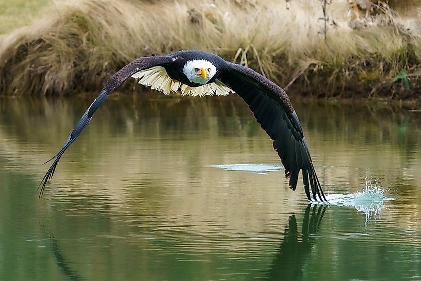 A mature bald eagle touches it wing tip to the water was is flies over a pond.