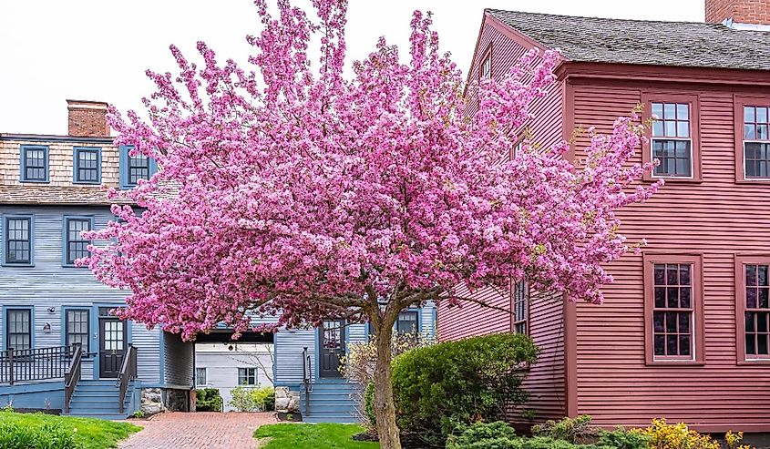 Stunningly beautiful pink flowering Redbud tree among houses