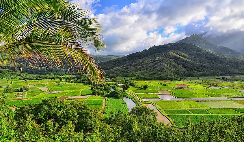 Hanalei Valley Kauai, Hawaii. View of lush greenery and mountains behind.