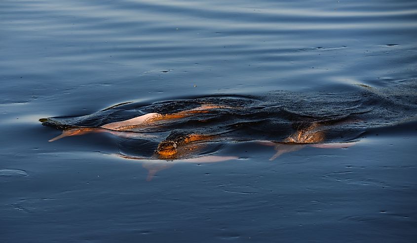 Three endangered Bolivian river dolphins (Inia boliviensis) swimming together on the waters of the Guaporé - Itenez river, Ilha das Flores, Rondonia state, Brazil, on the border with Bolivia