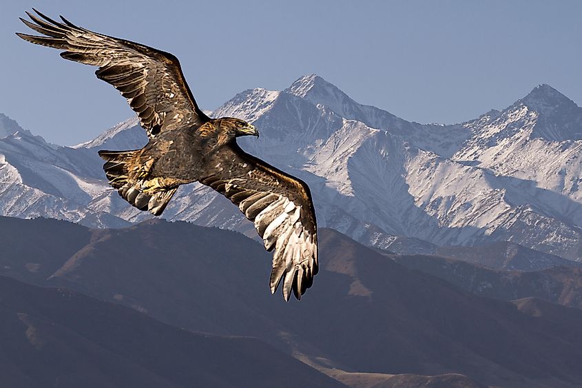A golden eagle flying high above the mountains.
