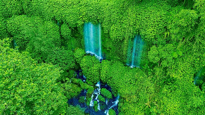 Lombok forests