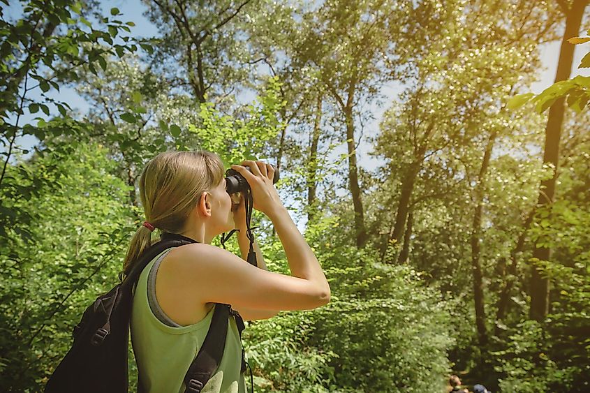 A woman watching birds in the forest.