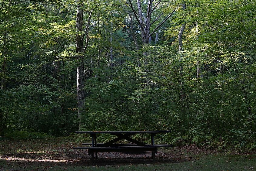 Picnic Table in Pachaug State Forest, Connecticut
