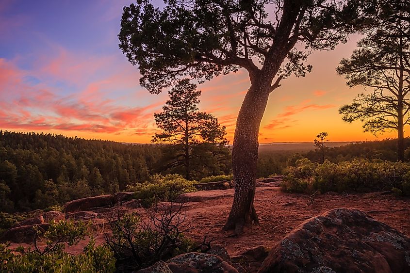 Sunset along the Mogollon Rim near Pinetop-Lakeside in the White Mountains of Arizona.