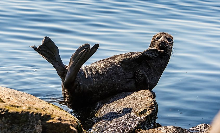 The Ladoga ringed seal