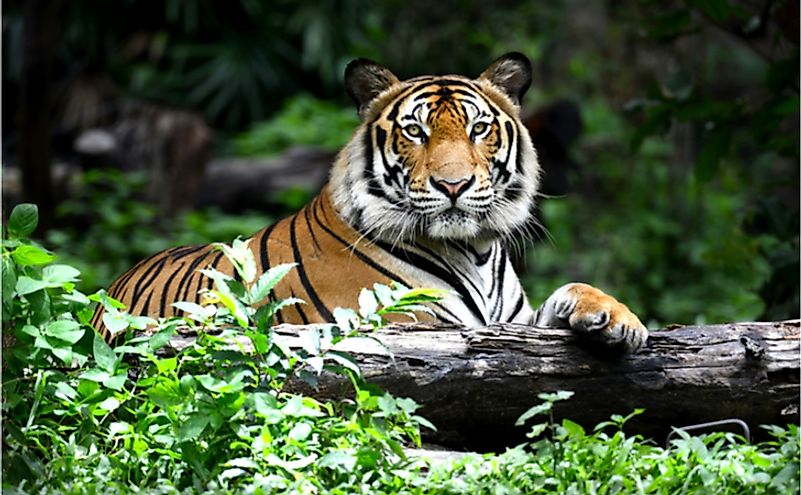 The 15 Wild Cat Species Of India - WorldAtlas
