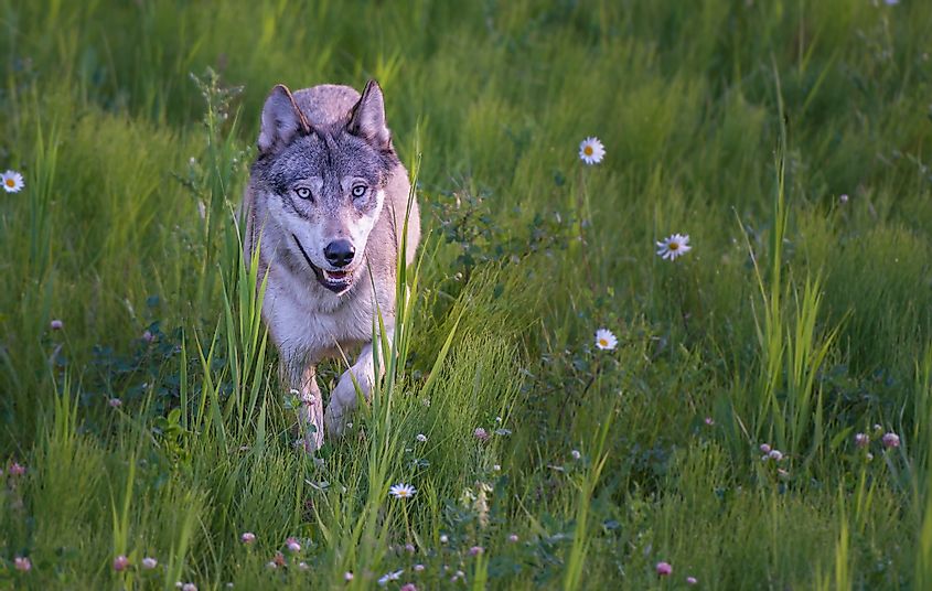 Wolf in Kootenay National Park