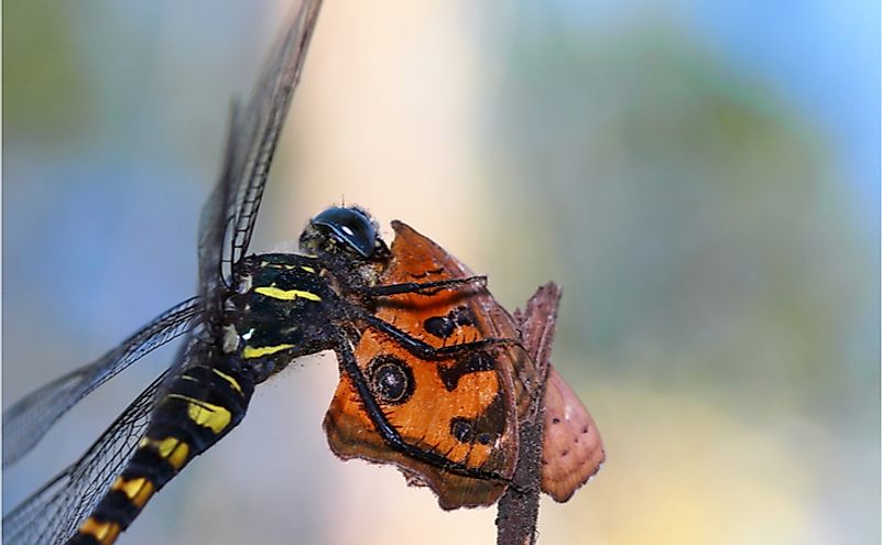 10 Animals That Are Insectivores - WorldAtlas
