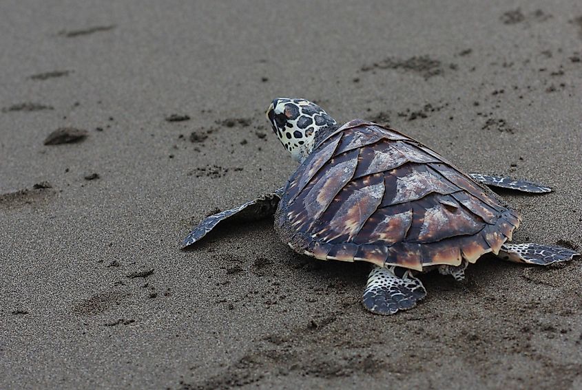 kemps ridley sea turtle