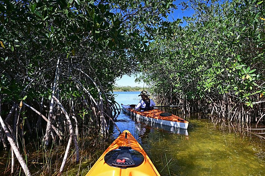 Woman kayaking through a mangrove arch in the Everglades National Park.