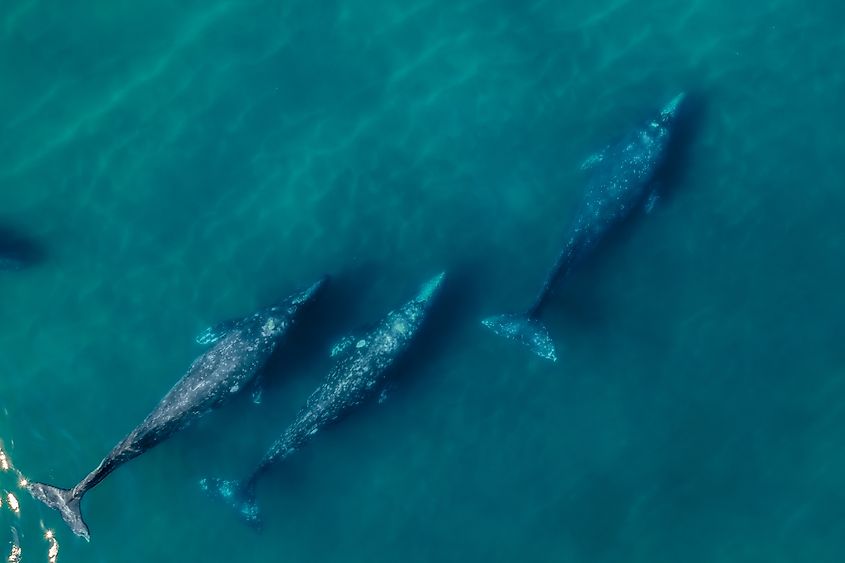 Gray whales migration.