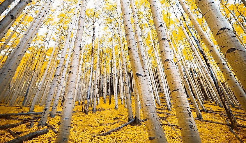 Aspen trees with golden yellow fall colors in the autumn mountains of Flagstaff, Arizona on the Inner Basin Trail